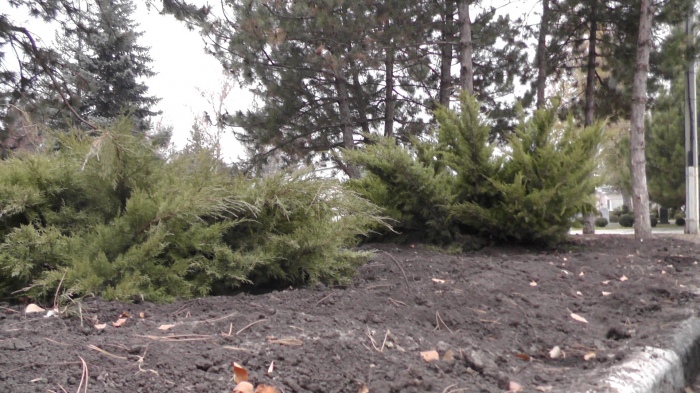 на месте бывших незаконных построек разбиты свежие клумбы и высажены деревья